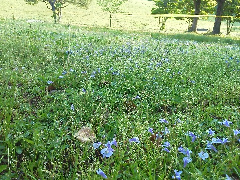 春日公園の，スミレかな？と思われる花の群生です．こんな小さな花でも近くで見るときれいですよね．