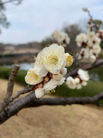 遅ればせながら白梅の写真です。　華やかな桜も良いですが、気品のある梅花も好きです。