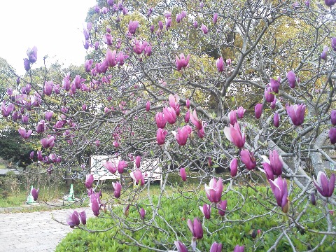 これは春日公園の紫色の木蓮，シモクレンです．マグノリアって聞いたことがある名前ですが，このモクレンの別名なんですね．