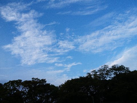 そんな天気の中でも、ちょっとの間青空が見えました。雲はもう秋ですね。