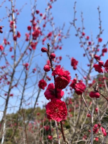 開花が遅れていた梅園の紅梅ですが、ようやく咲いてくれました。