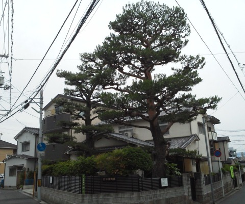 コース沿いには，花だけでなく大樹もあります．これは広島市保存樹になっているクロマツです．