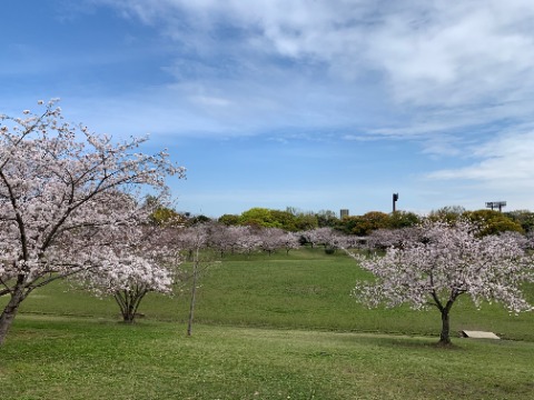 春日公園では桜が満開です。でも平日とはいえ好天のお昼ごろなのにこの状態。今年はかつてない静かな満開になりそうです。