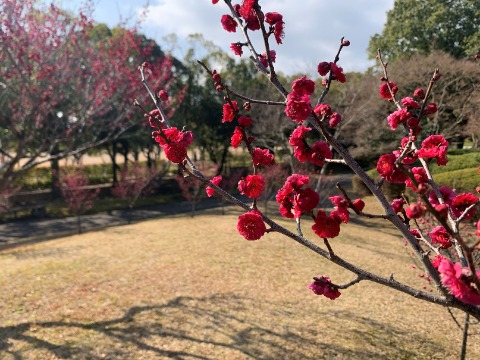 ここは周回路脇の自然風庭園。公園の中で紅梅はたぶんここにしかないんじゃなかったかな。