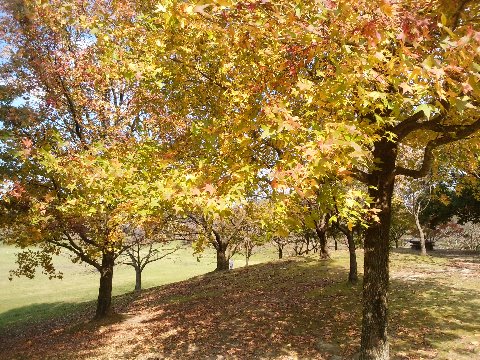 春日公園もあちこちで一斉に紅葉・黄葉が進み始めました。私の好きな色合いです。