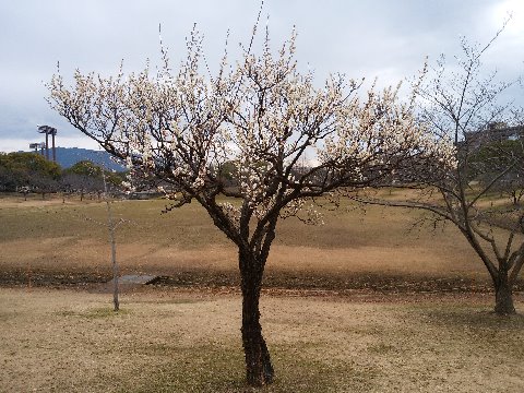 春日公園の梅の木で、何本か揃って咲いているのもきれいですが、こうして桜の木の中で１本だけがんばって咲いている感じなのもかっこいいかなと思います。