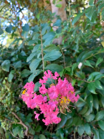 百日紅の花って普通は見上げるような位置にありますが、今日は足元でも咲いているのに気づきました。　後ろに白い木肌が見えている親木の根元から生えているひこばえが、ちゃんと花まで咲かせています。