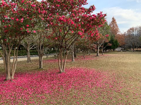 こちらは、毎年似たような写真をアップしていますがいかがでしょう？　山茶花の花は、咲いている時はもちろん地上に散ってしまった後でもなお我々の目を楽しませてくれます。