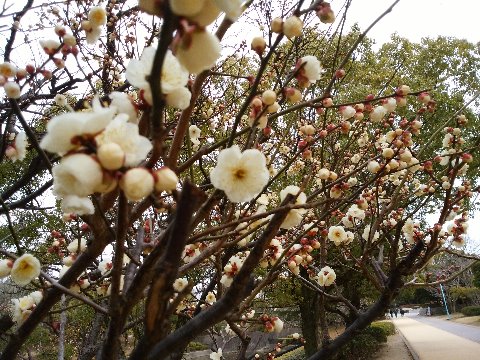 ちょっと暖かい日が続くからでしょうか、白梅が一斉に開花しています。華やかな桜花も良いですが、まだ寒いうちから凜とした姿を見せてくれる梅花が好きです。