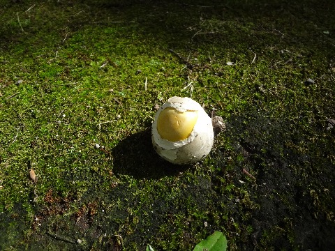 さて春日公園のキノコシリーズ，これはタマゴタケのつぼみです．大きさはゴルフボールくらいですが，カラと白身の下から黄身がのぞいているようで，ほんとにタマゴのように見えませんか？