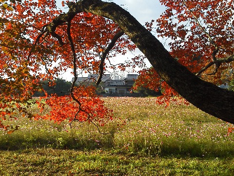 これは観世音寺近くの紅葉です．見えにくいですけど，向こうに広がるコスモスもきれいでした．