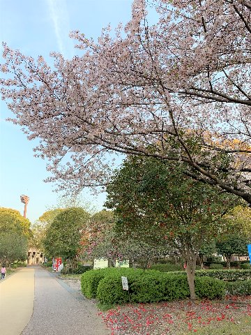 さて先日アップした桜と紅椿と紫木蓮の競演、引いてみるとこんな感じです。椿はもう地面の方が華やかも。