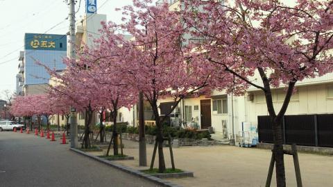 河津桜が結構見頃です。