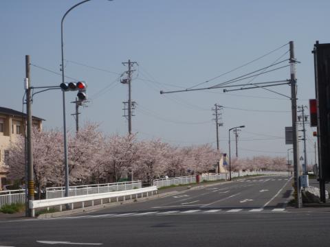 今日は走っていない23号線より南の桜並木