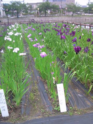 菖蒲園②
こんなのがありました