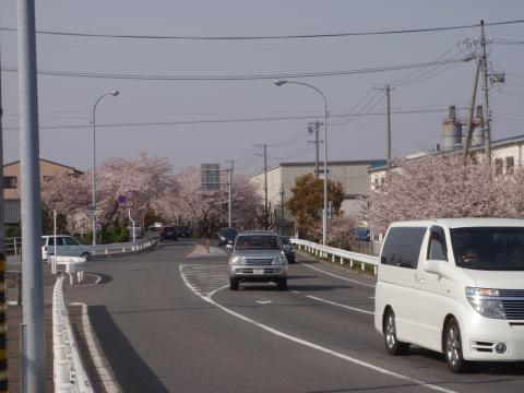 これから走る桜並木