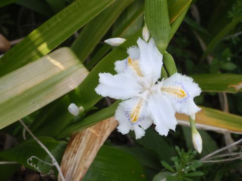 個の後の花輪名前がよくわからないが・・・・・
花見ランなので？あちこちでパチリ