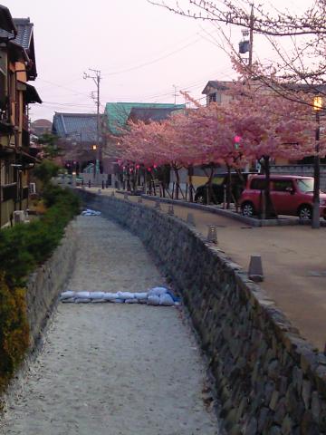 寺町商店街裏のお堀の桜は見頃