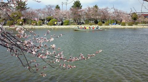 九華公園では今年は船上見物もあります