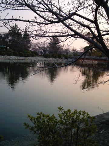 九華公園の桜はまだまだ