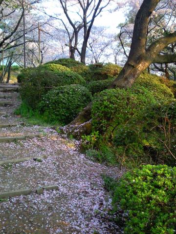 桜畳