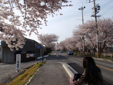 名古屋オフ会募集中＋娘と花見ラン途中ﾘﾀｲｱ