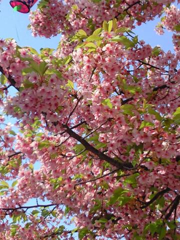 早咲きの桜は満開！？