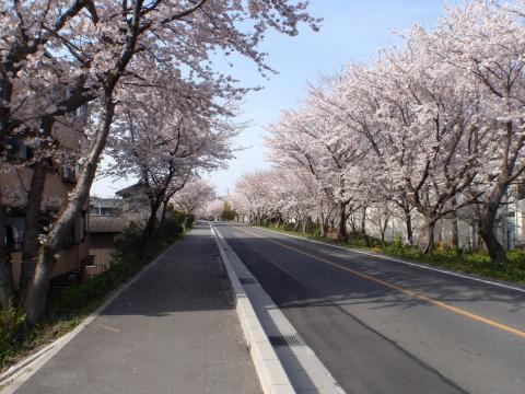 4KMの間に1500本のソメイヨシノ