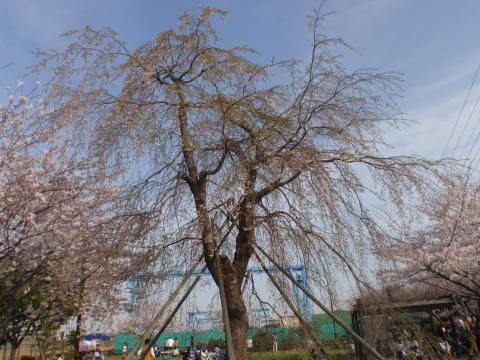 ﾍﾞﾆｼﾀﾞﾚｻﾞｸﾗはもう葉桜？