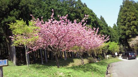 まだこんなに桜が残っていました