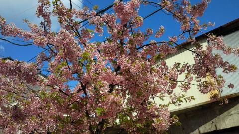 先日の河津桜は葉桜になってました