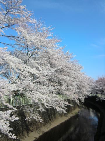 今朝の高井戸駅前の桜、青空とのコントラストが美しい！