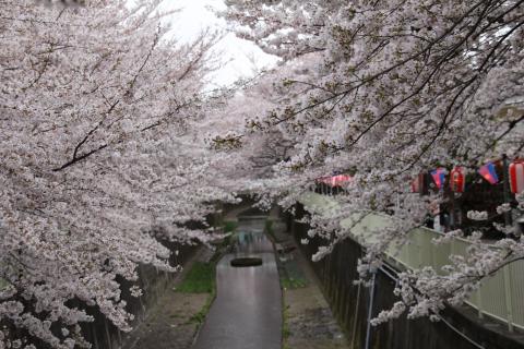 花見ランの下見ラン