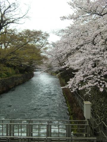 起点から下流の眺め。桜がきれいでした。