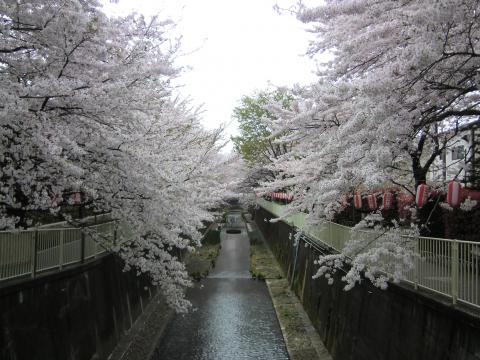 集合前に高井戸駅前の神田川をパチリ。満開の桜。今日は天気がもちますように。