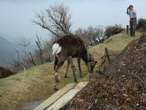 塔ノ岳山頂に出てきた鹿。人馴れしてる。