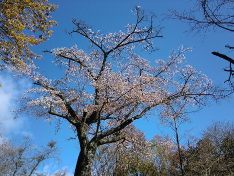 一丁平の桜。青空に映えてきれいでした。