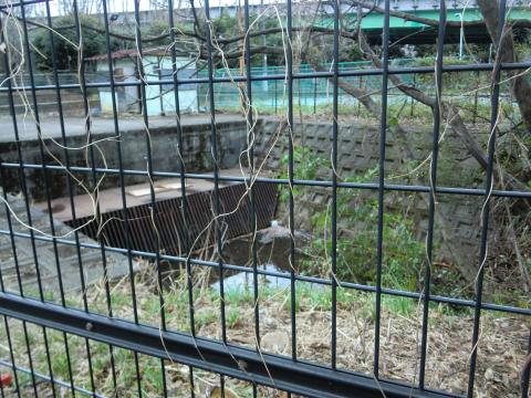 高井戸付近の浅間橋。ここで玉川上水は暗渠となり地下へ。暗渠の上は公園になったりして、四谷大木戸まで続きます。