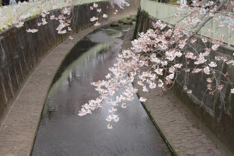 花見ランの下見ラン