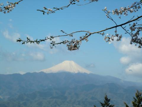 明王峠からは桜越しに富士山がクッキリ見えました。