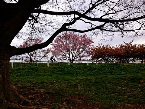 いつもの木の近くの土手では寒緋桜が満開でした。