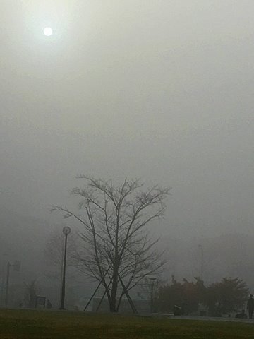 走り初めは濃霧の中で、寒く感じました。