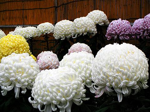 本門寺さんでは菊花展が開催されていました。