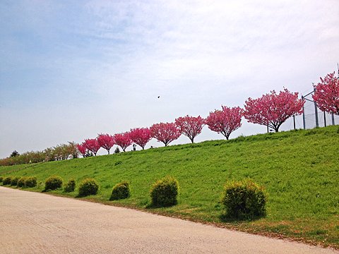 サイクリングロード上は、八重桜？が満開。