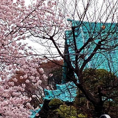 沼部東光院近くの桜。