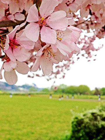 多摩川河川敷の桜。後ろでは野球少年が汗を流していました。