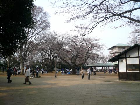 生田緑地の頂上
桜の花はちらほらですが、学生のグループがお花見で盛り上がってました。