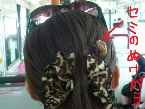 京都はおしゃれ？？
バスで前の席に座っていた綺麗なお姉さんの髪に蝉の抜け殻が！！
まさかここで羽化したのか！？