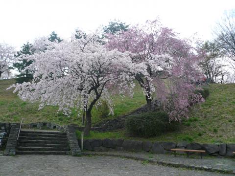出発点の桜が見事です。