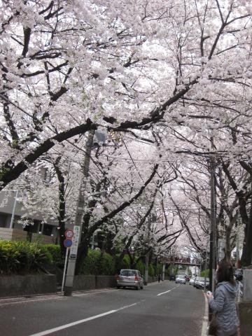 福山くんの名曲で有名な桜坂